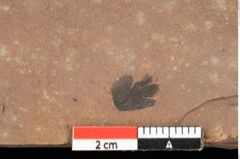 Foto (Detailansicht) von Pinus ciliata Ettingshausen (NHMW-GEO-2024-0188-0320)